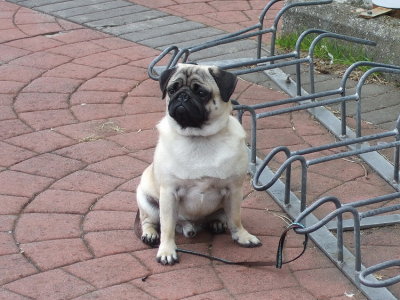 Waiting for the owner