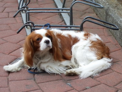 Waiting for the owner 