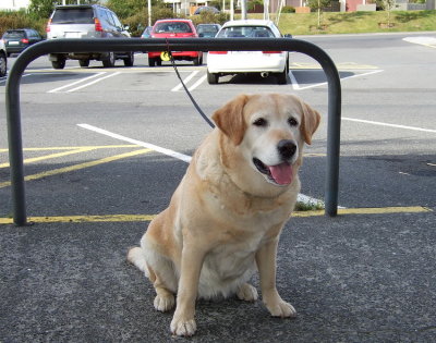 Waiting for the owner