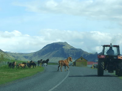 Icelandic horses