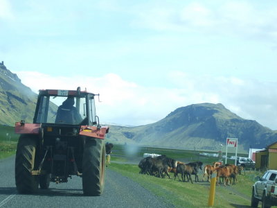 Icelandic horses