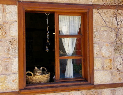 Cats in a window