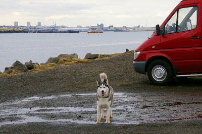 Hallo husky