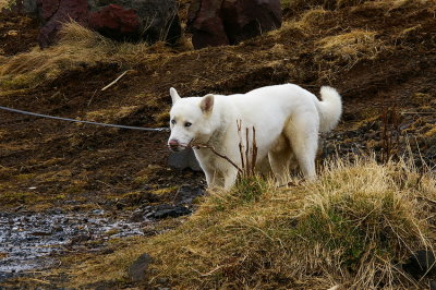 White husky