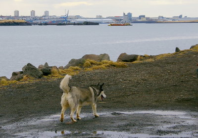 Reykjavk