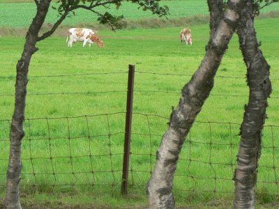 Icelandic cows