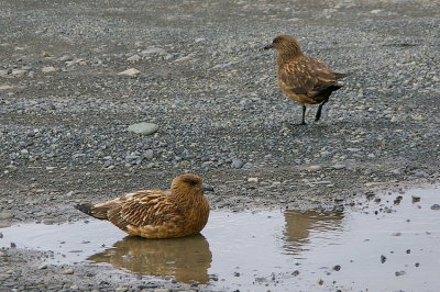 Great skua