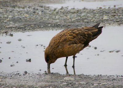 Great skua