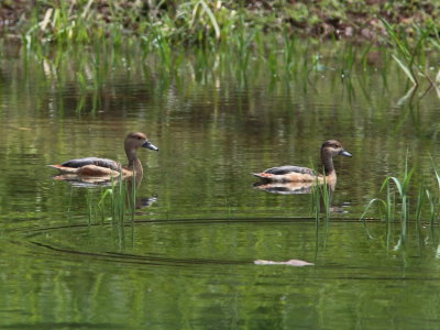 Whistling ducks