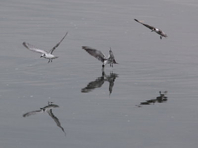 Terns