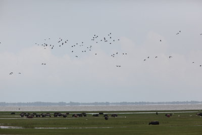 Flying ducks and Buffalo