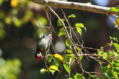 Coppersmith Barbet