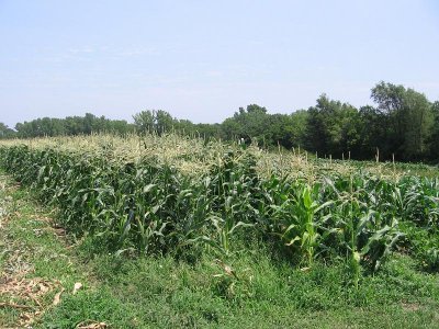 IMG_7011.JPG