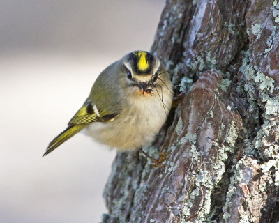 Golden-crowned Kinglet and spider 3.jpg