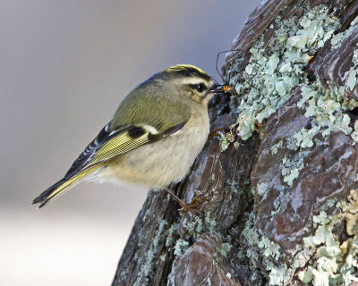 Golden-crowned Kinglet and spider 4.jpg