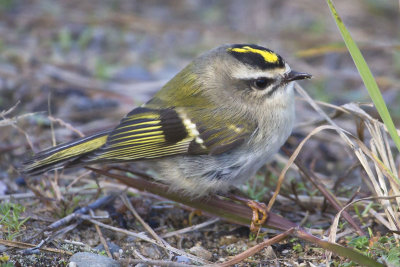 Golden-crowned Kinglet on ground.jpg