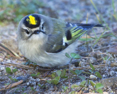 Golden-crowned Kinglet facing.jpg