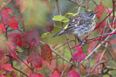 Yellow-rump warbler and red leaves.jpg