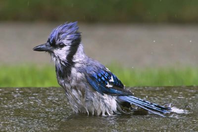 Blue Jay bathing.jpg