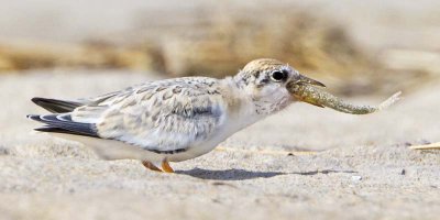 Least Tern juvenile with fish.jpg