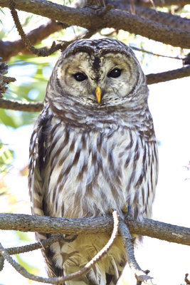 Barred Owl 2.jpg