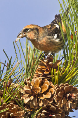 White-winged Crossbill with seed.jpg