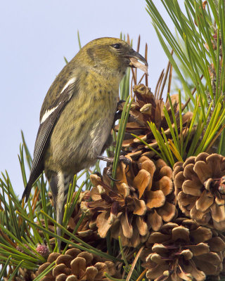 Crossbill female with seed_.jpg
