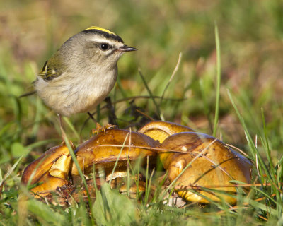 Golden-crowned Kinglet on mushrooms.jpg