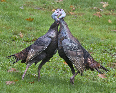 Turkeys fighting.jpg
