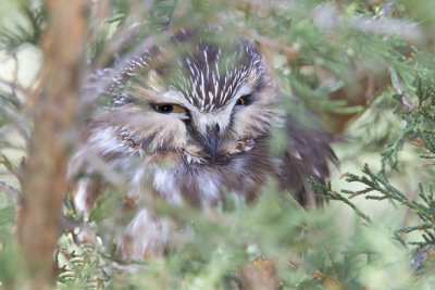 Saw-whet Owl 2.jpg