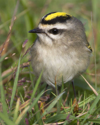 Golden-crowned Kinglet poses.jpg