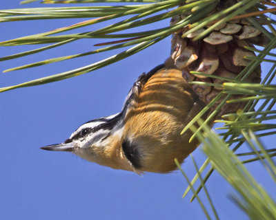 Red-breasted Nuthatch.jpg