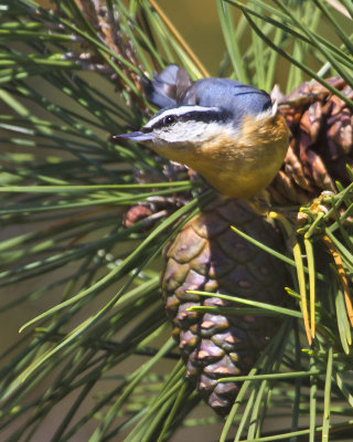 Red-breasted Nuthatch on cone.jpg