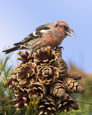 White-winged Crossbill with seed 2.jpg