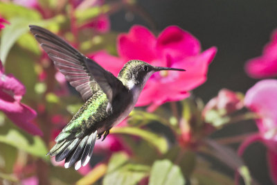 Hummingbird at flowers.jpg