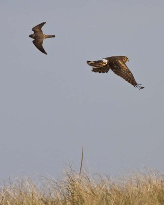 Harrier and Merlin flying over dunes.jpg
