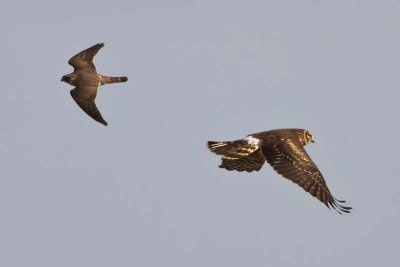 Harrier and Merlin flying cropped.jpg