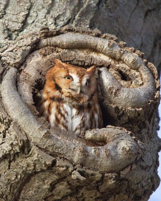 Red Morph Screech Owl vertical.jpg
