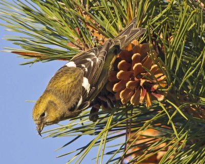 Female White-winged Crossbill posing.jpg