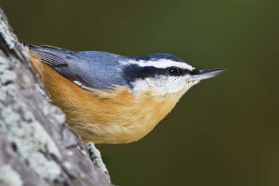 Red-breasted Nuthatch close.jpg
