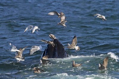 Whale head and gulls.jpg