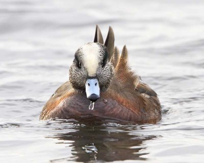 American Wigeon facing.jpg