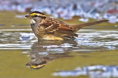 White-throated Sparrow.jpg