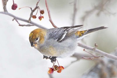 Pine Grosbeak 2.jpg