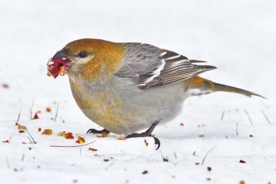 Pine Grosbeak with berry.jpg