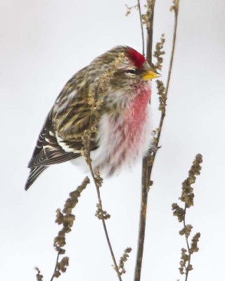 Male Common Redpoll.jpg