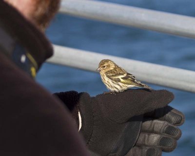 Pine siskin on pelagic trip.jpg