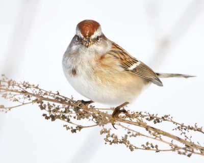 Tree Sparrow.jpg