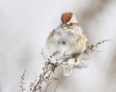 Tree Sparrow 2.jpg