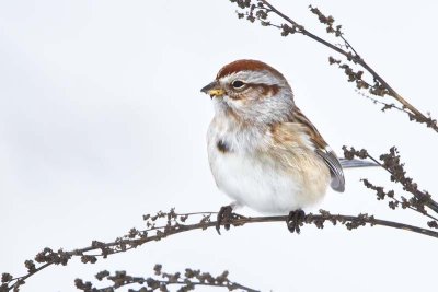 Tree Sparrow 3.jpg